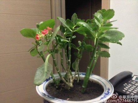 我厂的朋友长寿花作文300字