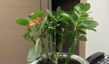 我的植物朋友长寿花作文300字