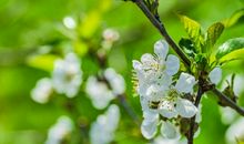 永远绽放的春天