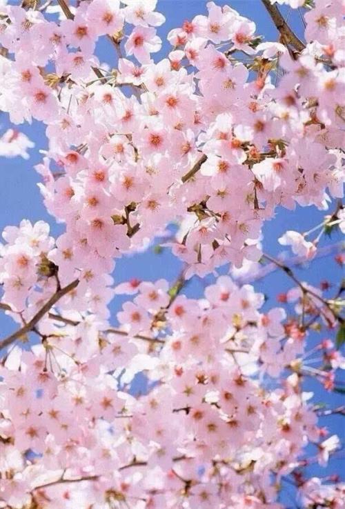 春花诗会