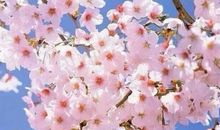 春暖花开诗词会