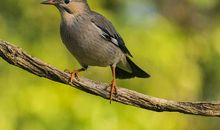 我和小鸟有个约会
