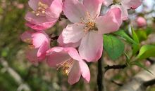 每朵花都有自己的春天