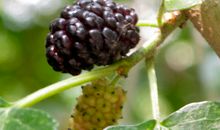 童年记忆中的桑树