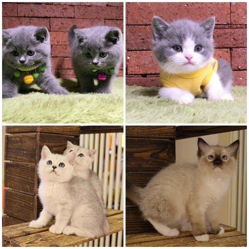 城市里的肥猫和乡下的瘦猫