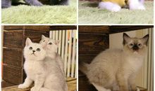 城里的胖猫和乡下的瘦猫