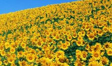 爱最温馨的阳光