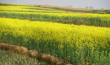 让心田播种阳光