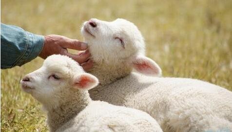 我的“小绵羊”