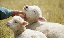 我家的“小绵羊”