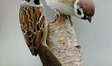 那只小小的麻雀