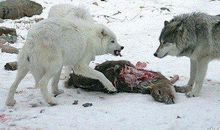 假如我是一只狼