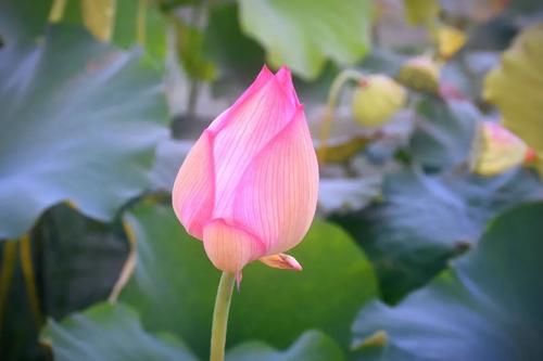 仲夏莲花