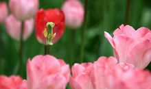 风情万种的“植物园”