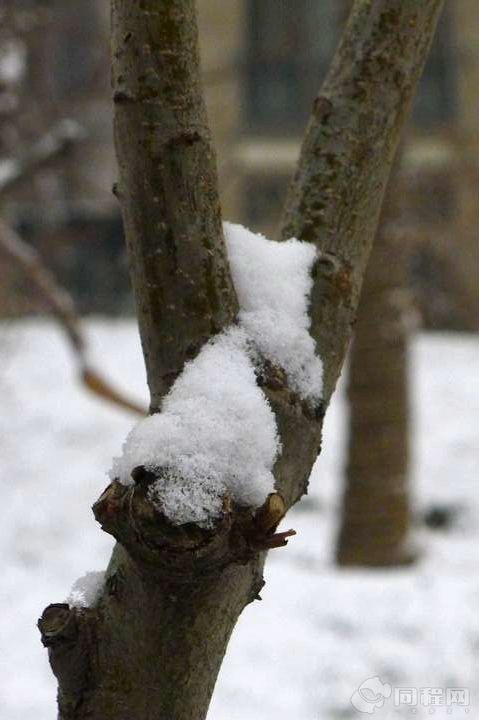 突然下雪