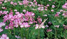 我是一个小花迷