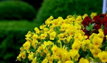 感恩那一抹花香