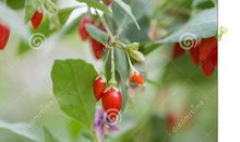 我们班上的小辣椒