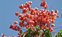 国槐飘香，紫薇芬芳