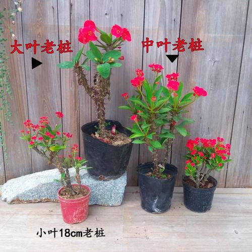 像秋海棠一样生活