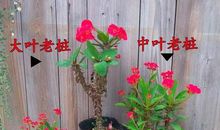 像铁海棠那样生活