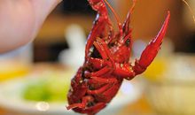 龙虾之“吻”，有点意思