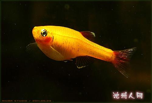 我的小鱼