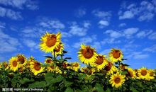 像太阳花那样生活