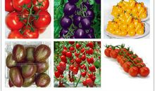 葡萄种子的一生