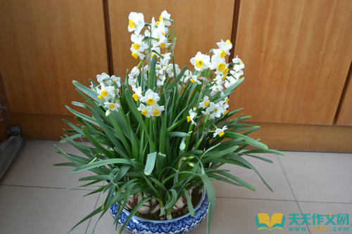水仙花的启示