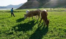 我家的“老黄牛”