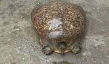 剿灭劣质水，甲鱼也帮忙