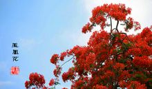 凤凰花开观后感