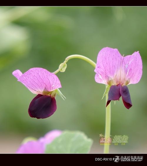 豌豆花和我一起成长