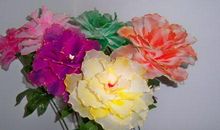 骄傲的花中之王