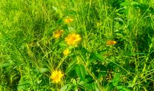 《快乐的味道》诗歌