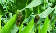 我学会了种玉米