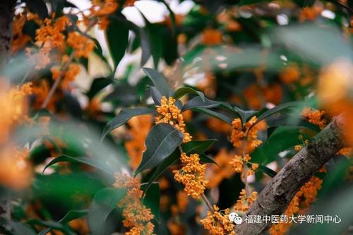 桂花