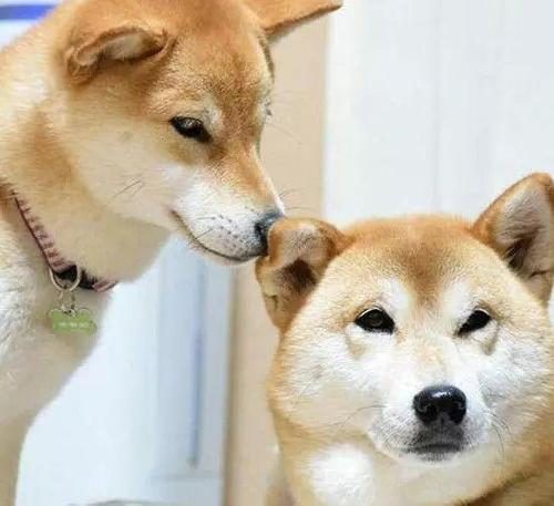 给我亲爱的狗