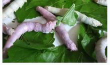 我的“小霸王”——蚕宝宝