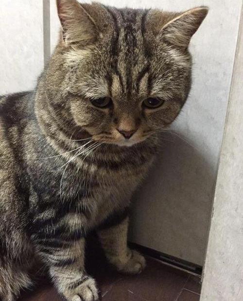 可怜的小猫
