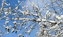 雪中景·叶中天