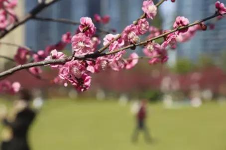 又是梅花的一年