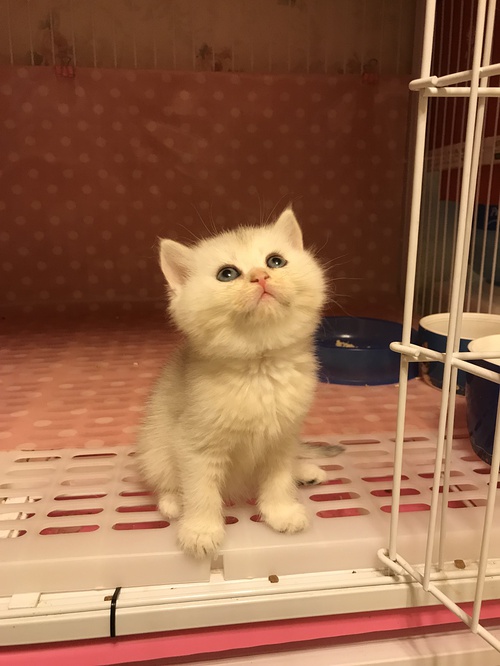 妹妹的小猫