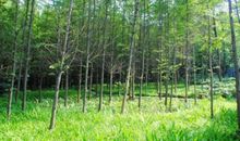 教室旁的“小树林”