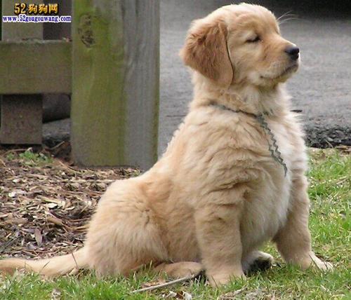 我的金毛寻回犬