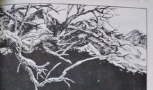 观《雪豹悲歌》有感