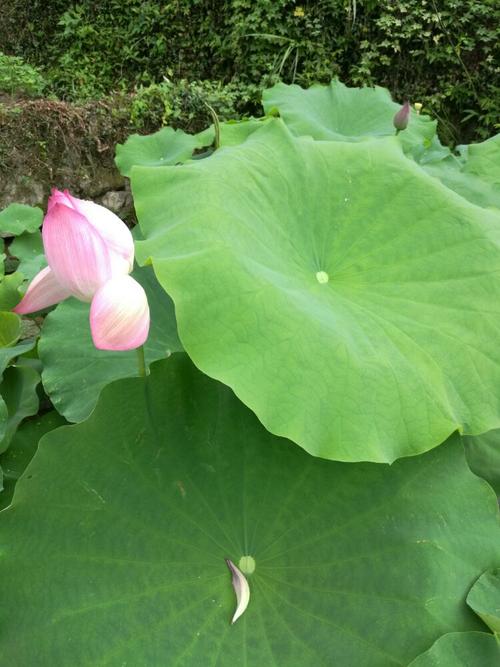 我家乡的菜田
