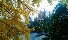 树叶不全是被风吹落的读后感