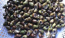 与小石螺的亲密接触